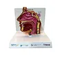 Sinus anatomy model